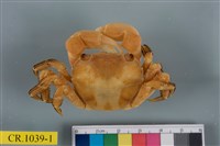 藏品(肉球近方蟹)的圖片